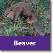 Beaver Species Icon'