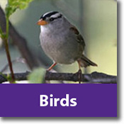 Birds Species Icon