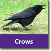 Crows Species Icon