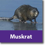 Muskrat Species Icon
