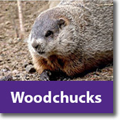 Woodchucks Species Icon